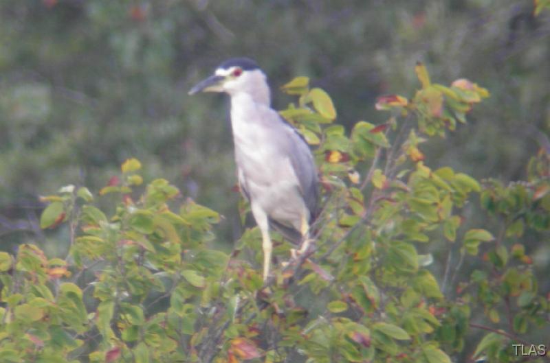 Black-crowned Night Heron